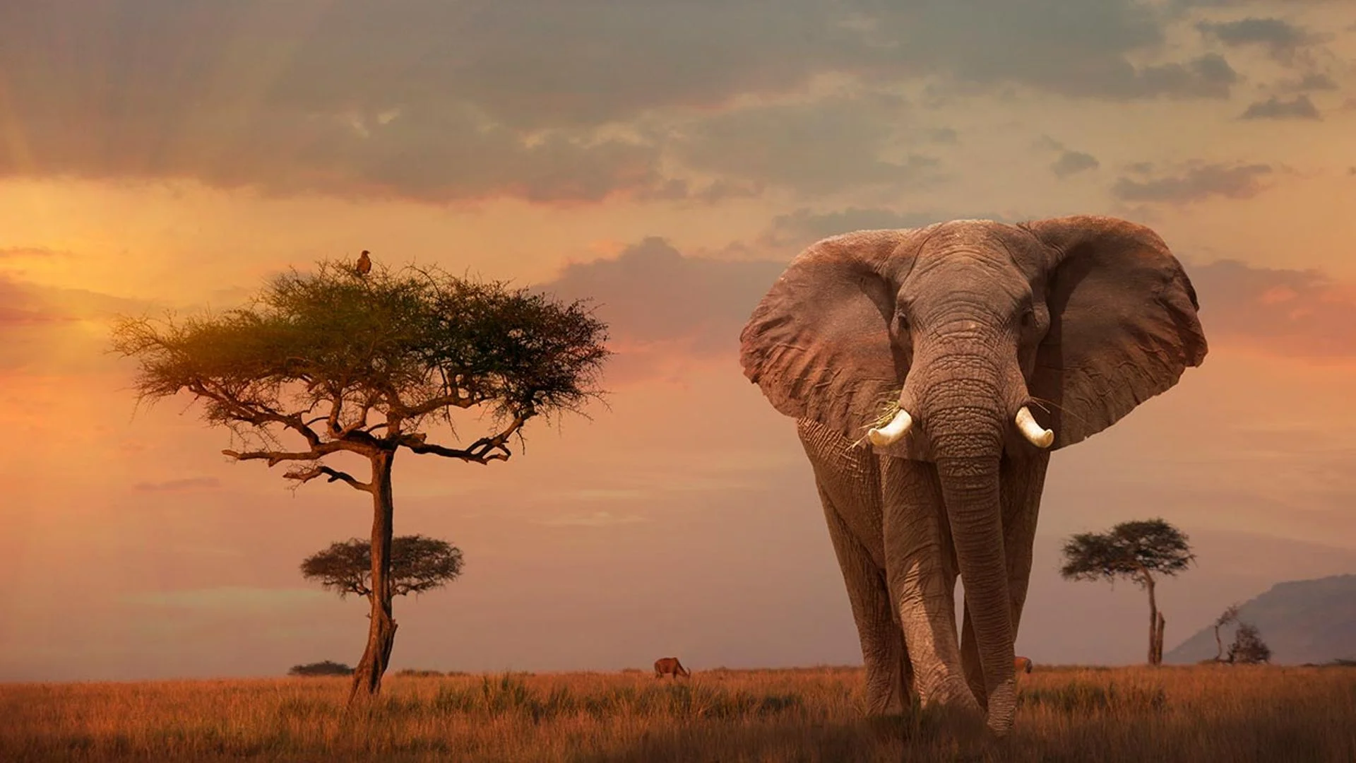 masai mara 3